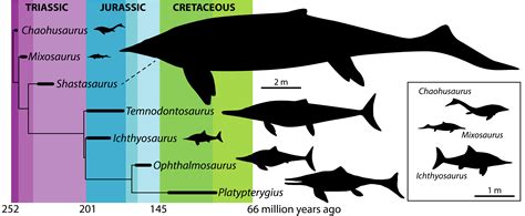 ichthyosaur size chart.